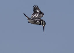 Pied Kingfisher